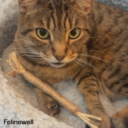 5 Silvervine Dental Chews